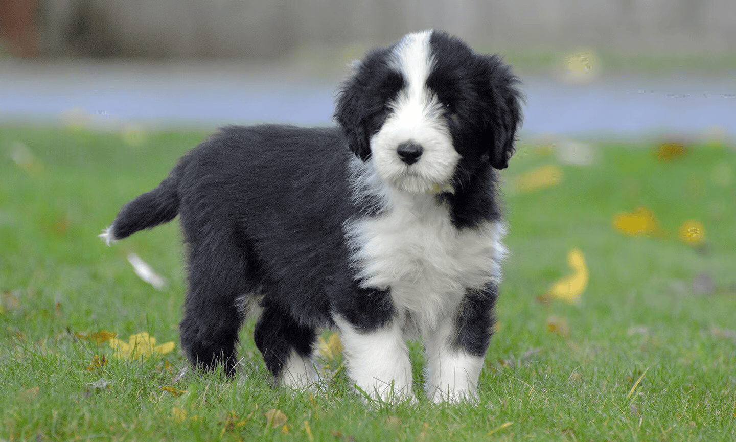 Unique Collie Breed
