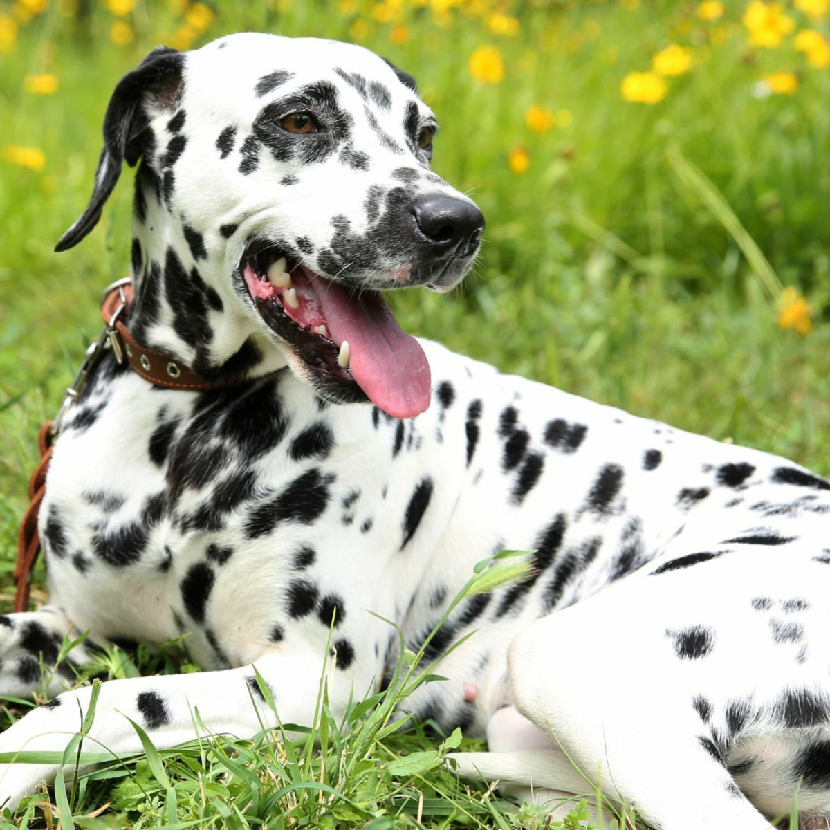 Happy Dalmation