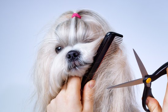 Dog Grooming