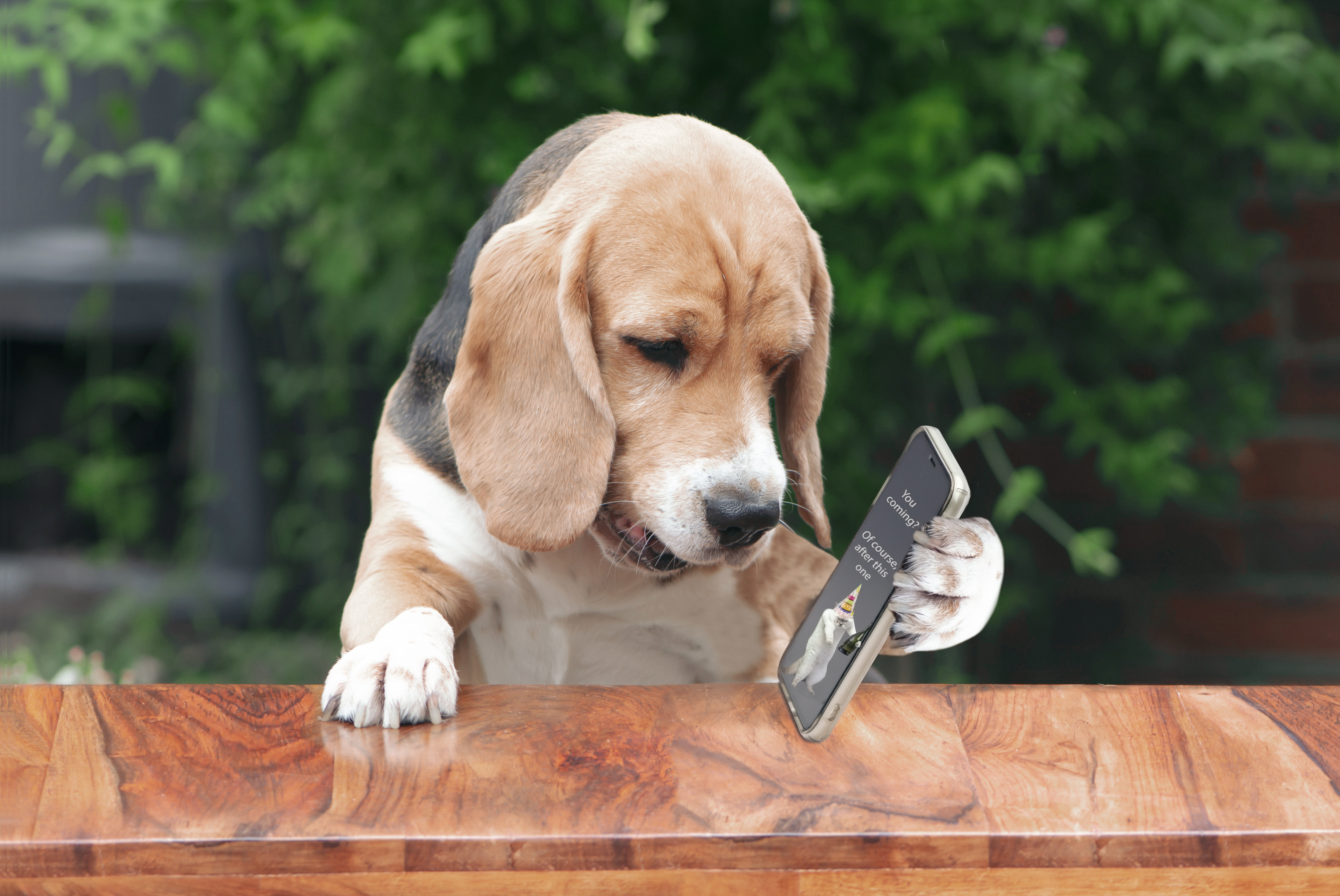 Dog on the Phone Contacting