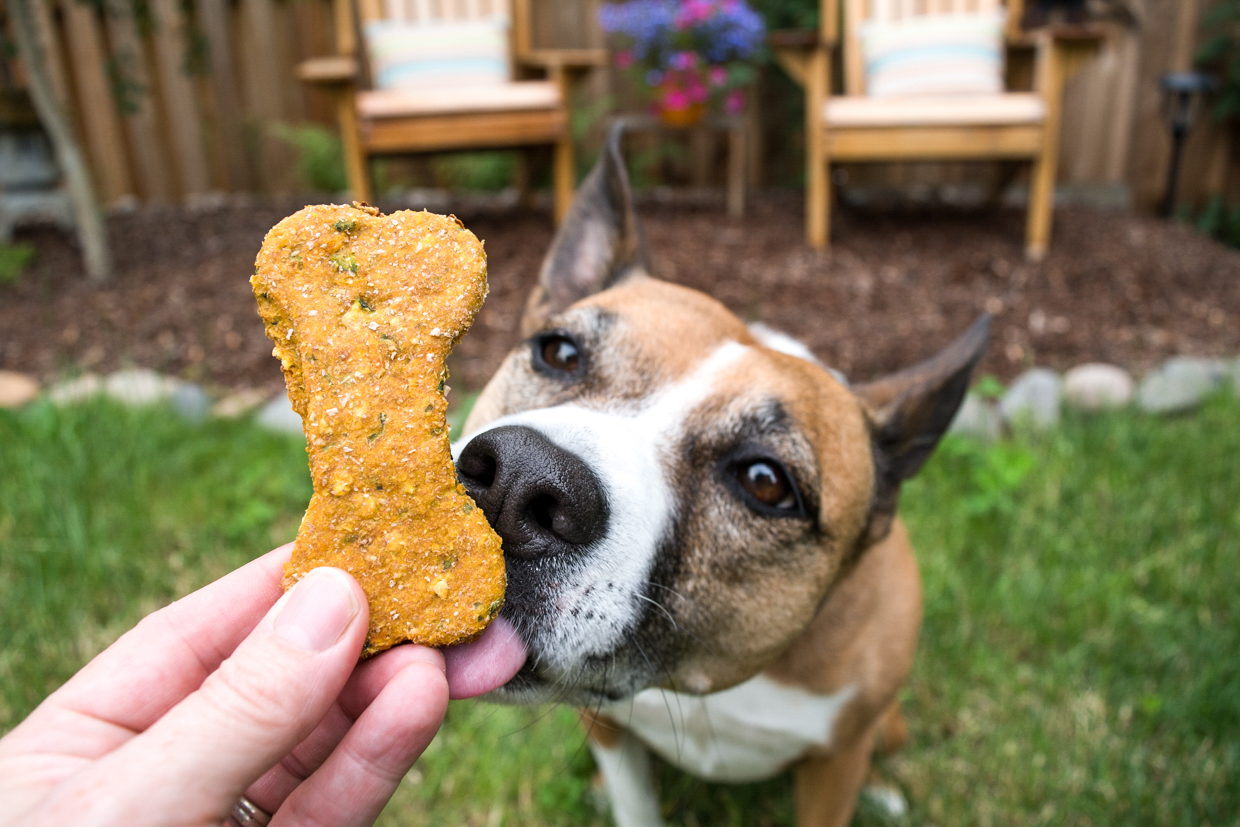 Dog Sniffing Treats