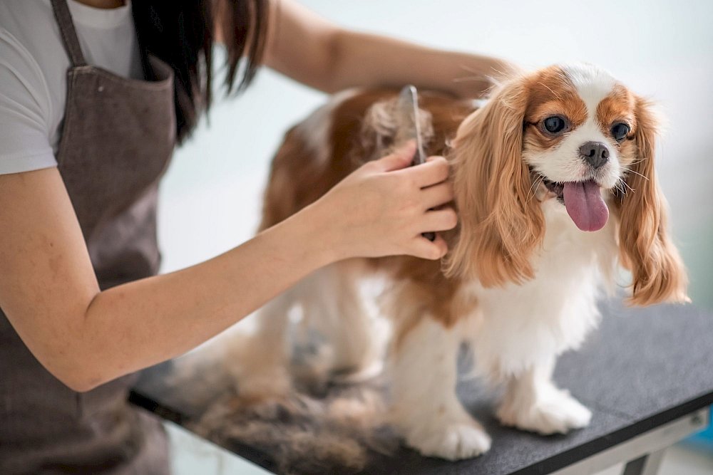 Pet Worker