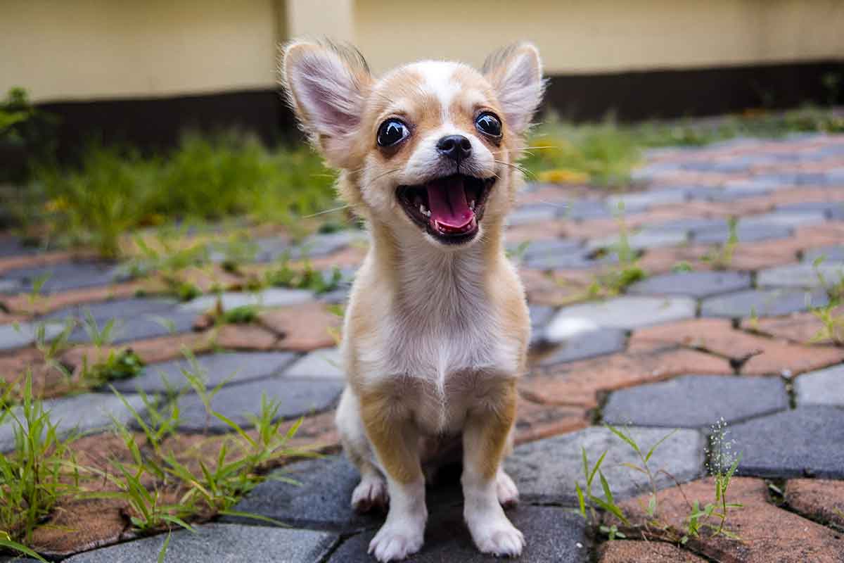 Happy Puppy