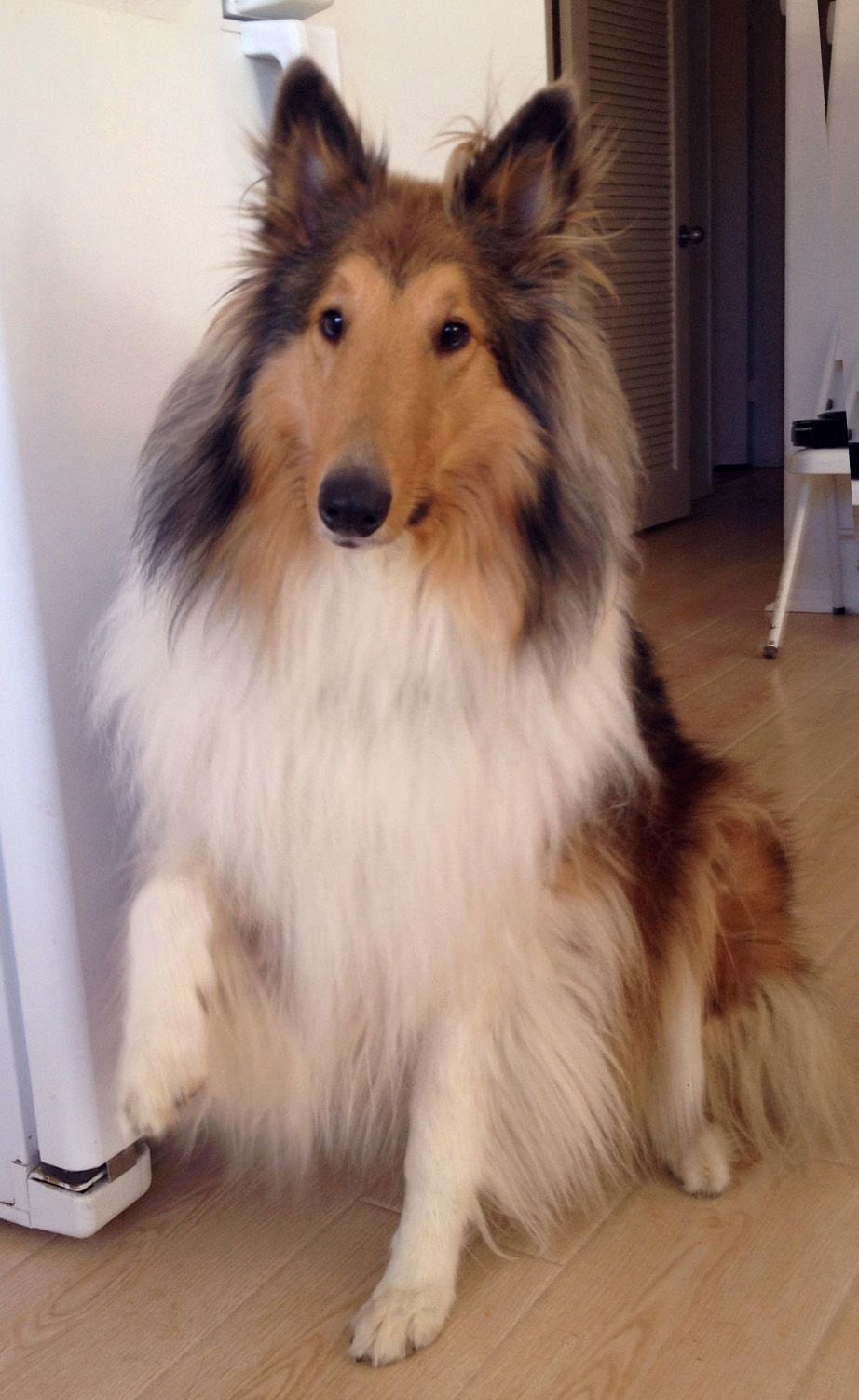 Collie