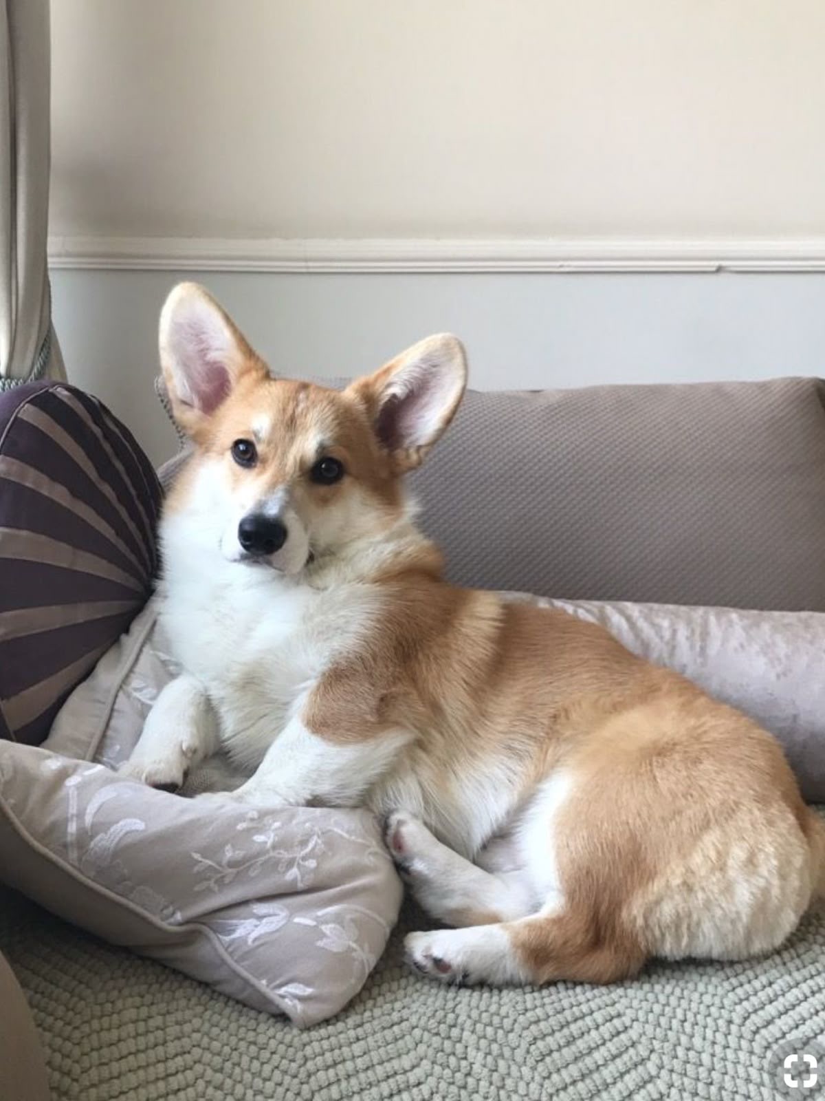 Corgi