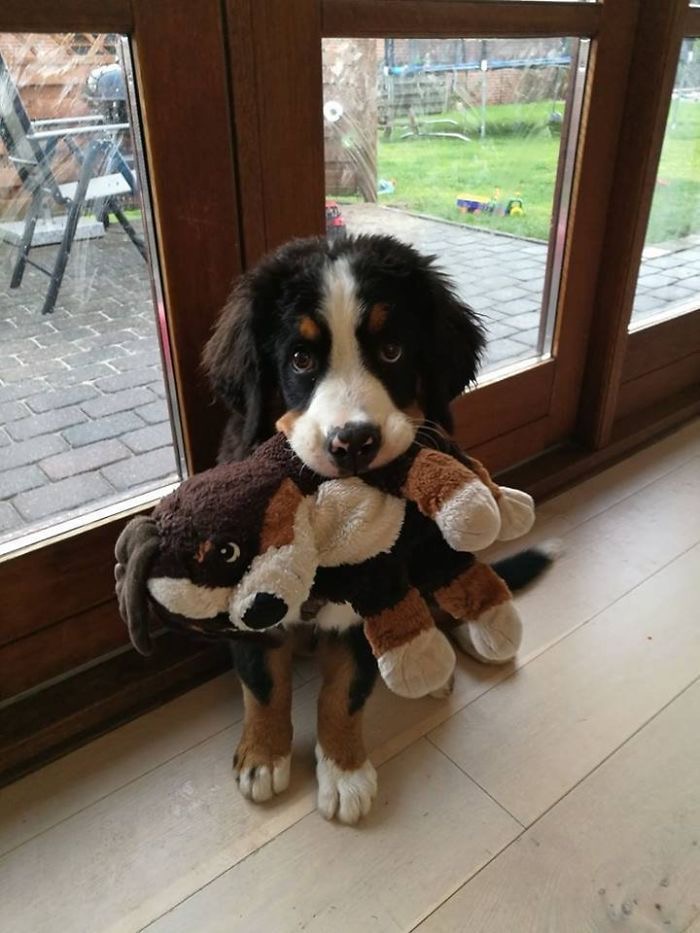 image of a dog
