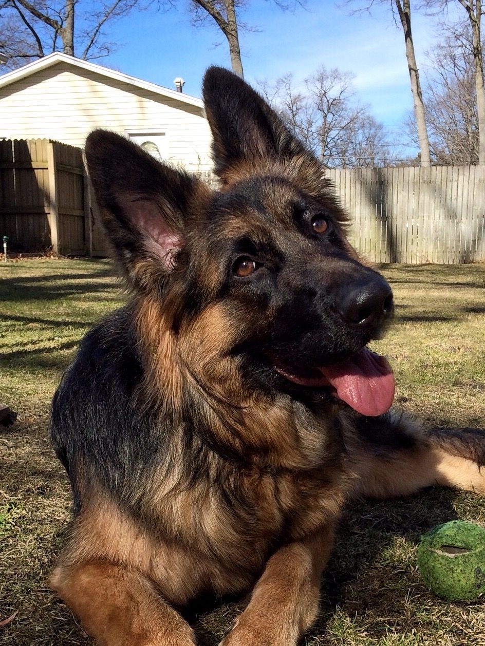German Shepherd