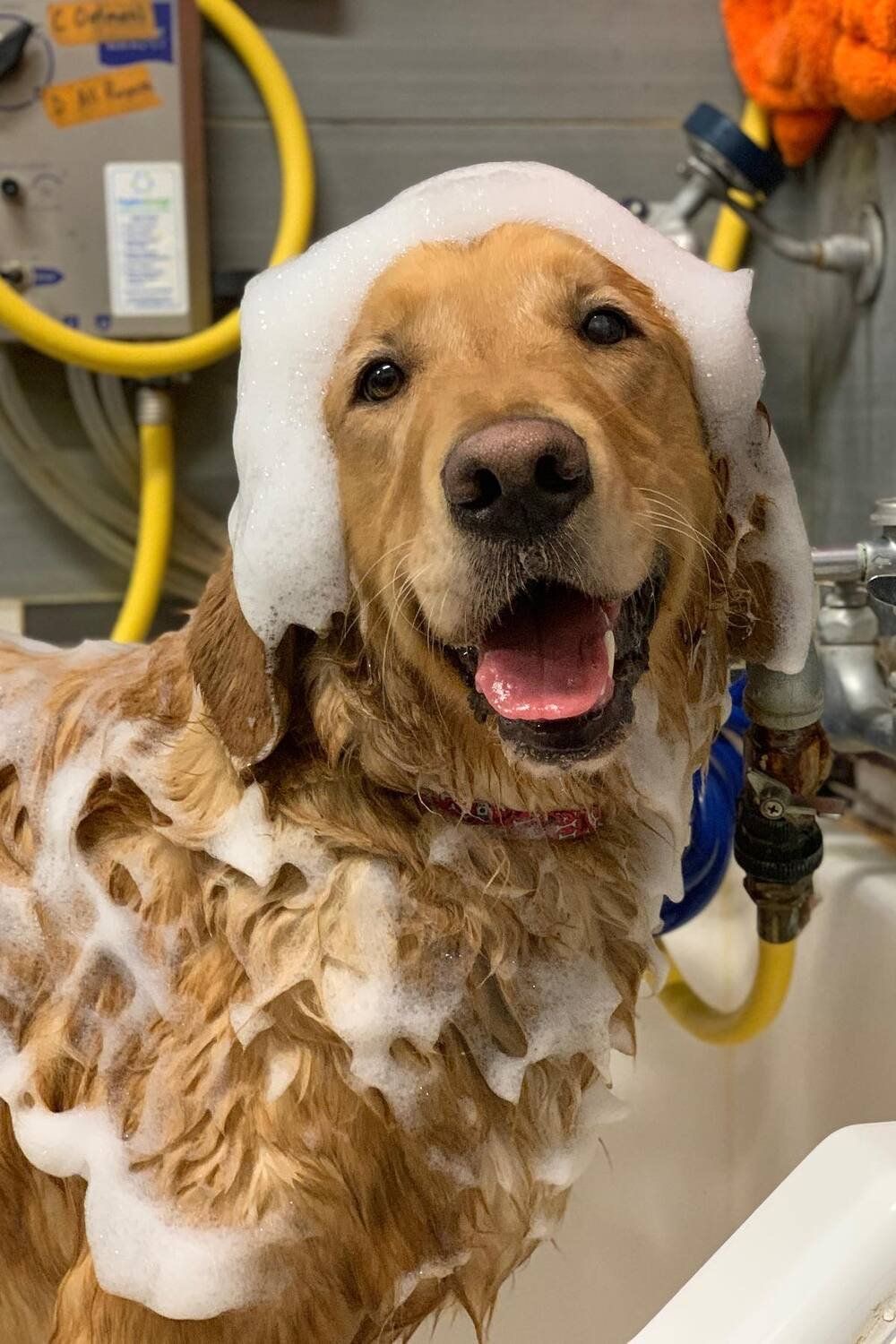dog grooming