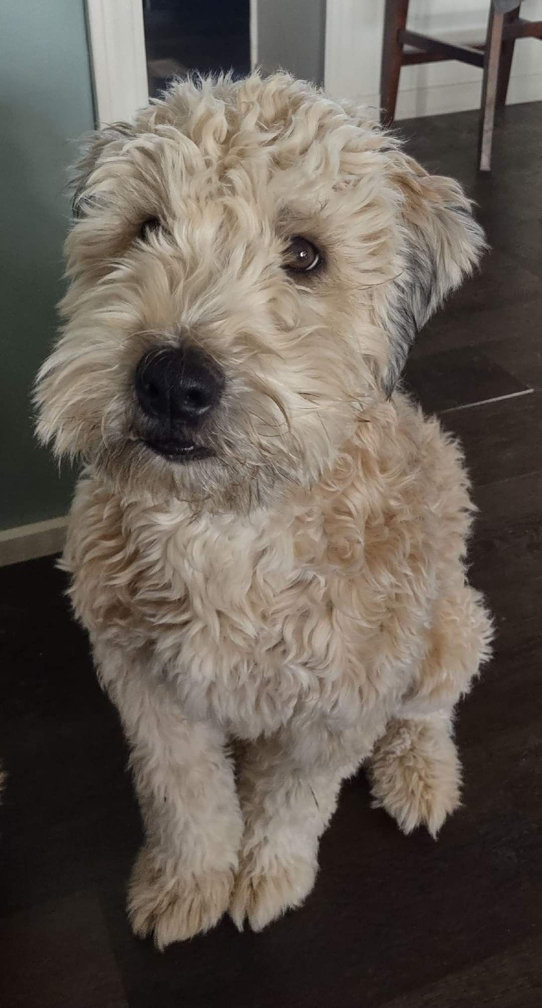 Wheaten Terrier